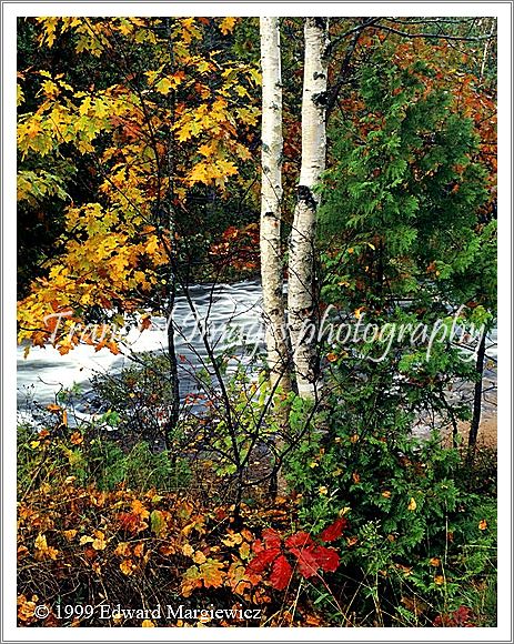 350127---Birch, cedar, and young oak along the Ocqueoc River 